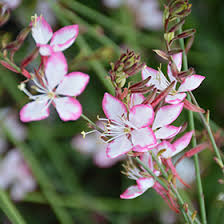 Gaura 'Rosy Jane' | Gaura lindheimeri ‘Harrosy' Rosyjane