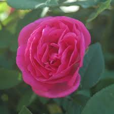 ‘Zéphirine Drouhin’ Climbing Rose