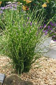 Porcupine Grass | Miscanthus sinensis 'Strictus'