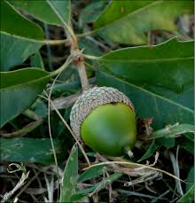 Compton Hybrid Oak – Quercus shumardii × Quercus lyrata