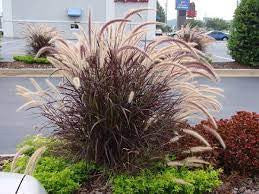 Purple Fountain Grass - Pennisetum setaceum 'Rubrum'