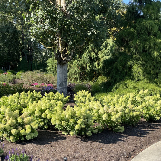 Dragon Baby Hardy Hydrangea ™  | Compact Panicle Hydrangea