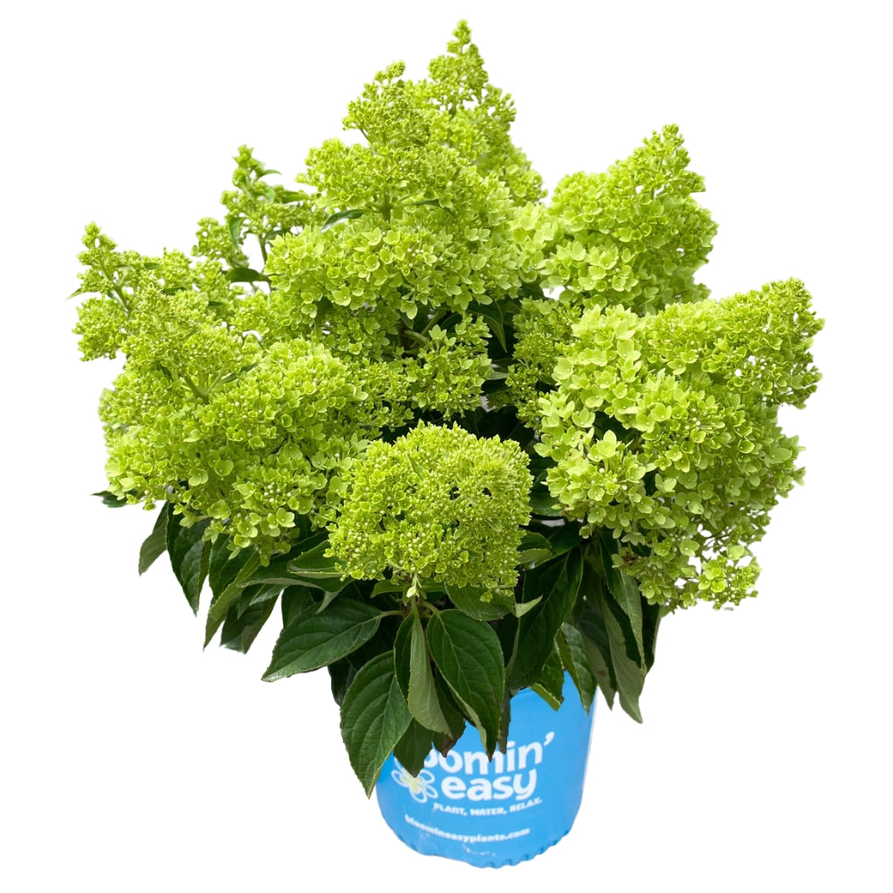 Dragon Baby Hardy Hydrangea ™  | Compact Panicle Hydrangea