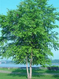 Dura Heat ® River Birch Tree Multi-Stem | Betula nigra 'BNMTF'
