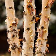 Heritage River Birch | Betula nigra 'Cully'