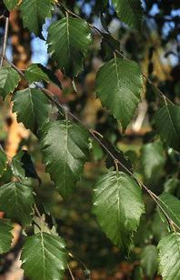 Dura Heat ® River Birch Tree Multi-Stem | Betula nigra 'BNMTF'
