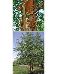 Dura Heat ® River Birch Tree Multi-Stem | Betula nigra 'BNMTF'