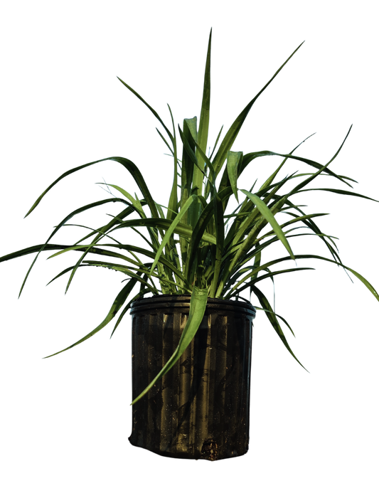 Yucca pendula Soft Leaf Yucca
