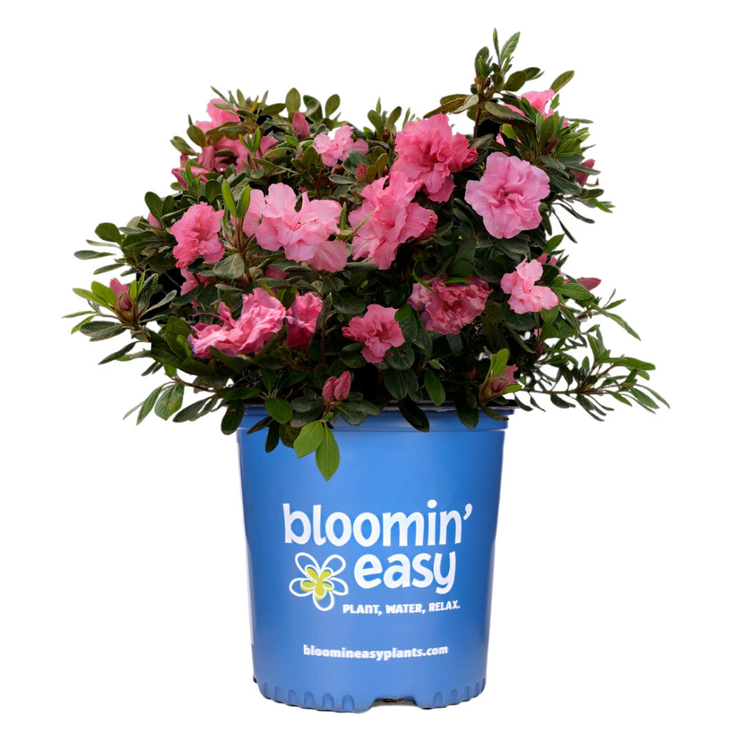 Ever After™ Pink Reblooming Azalea