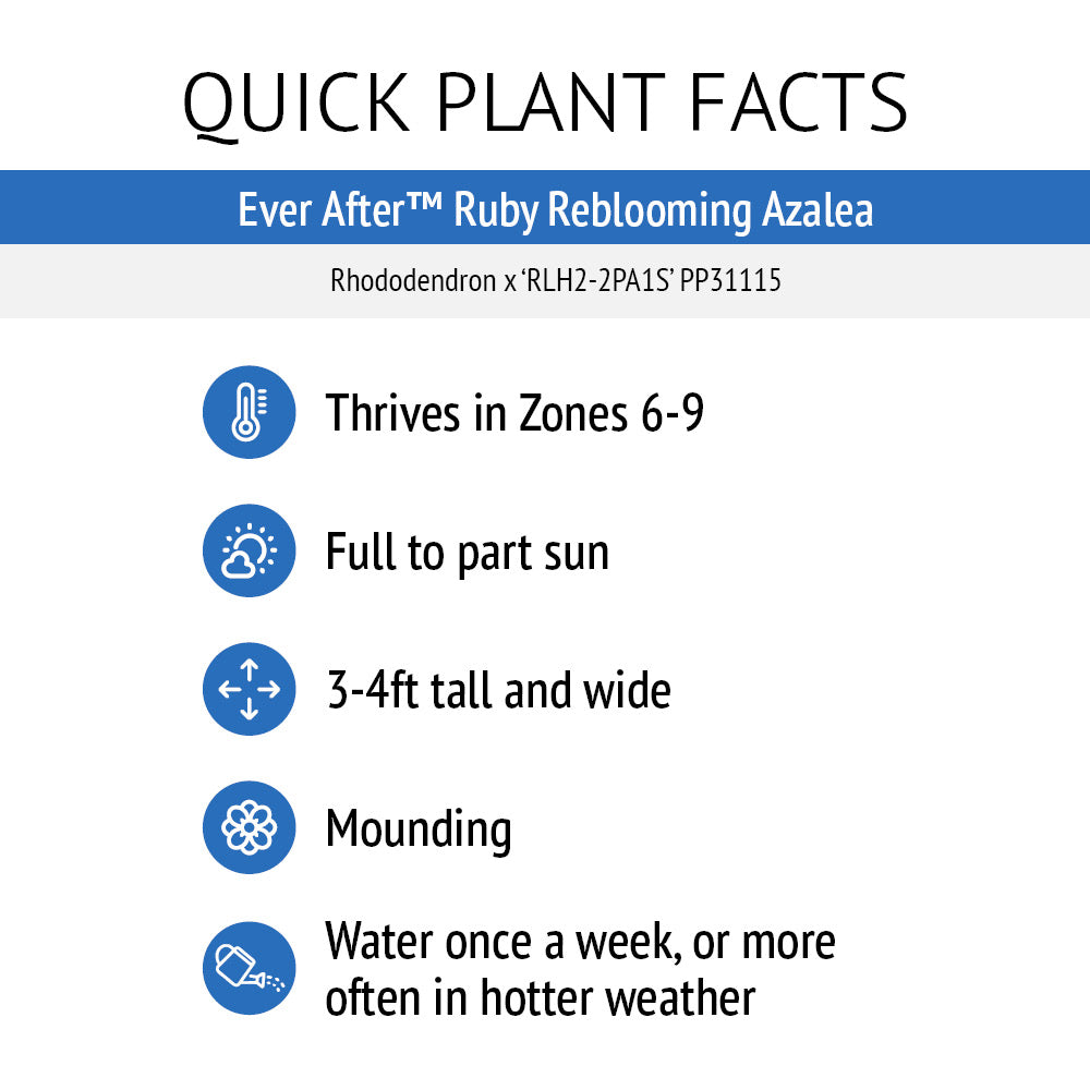 Ever After™ Ruby Reblooming Azalea