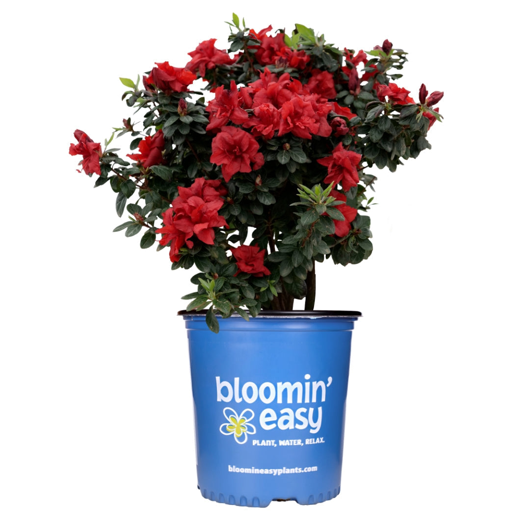 Ever After™ Ruby Reblooming Azalea