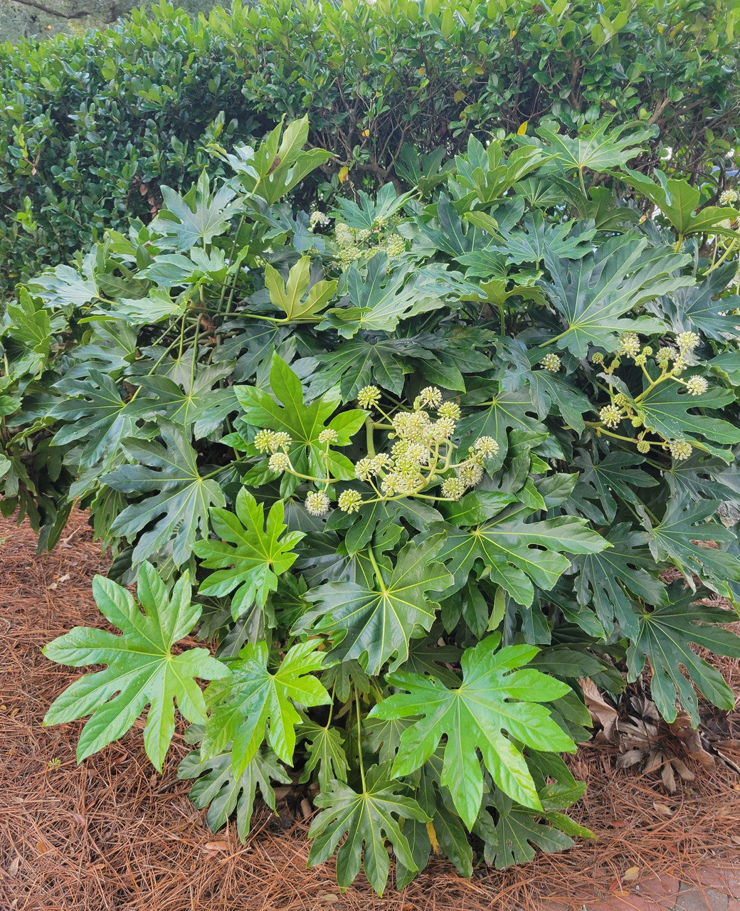 Fatsia Japonica | Aralia sieboldi 'Fatsia japonica'