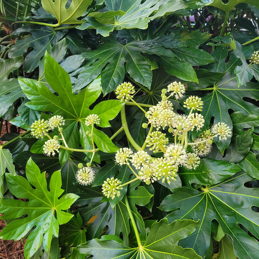 Fatsia Japonica | Aralia sieboldi 'Fatsia japonica'