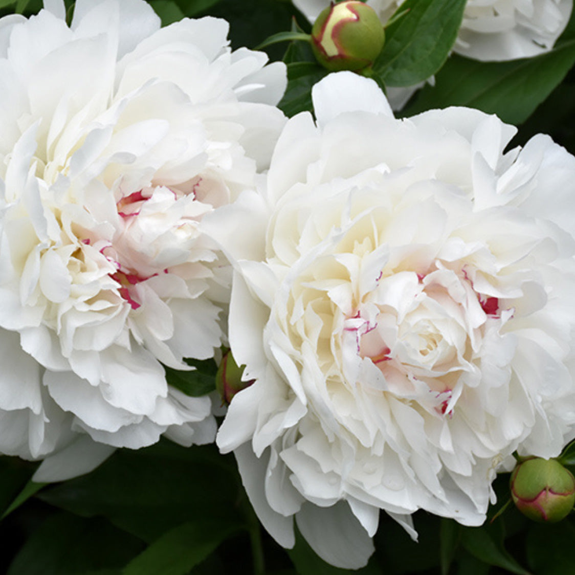 Peonies Perennials | Paeonia lactiflora & hybrids