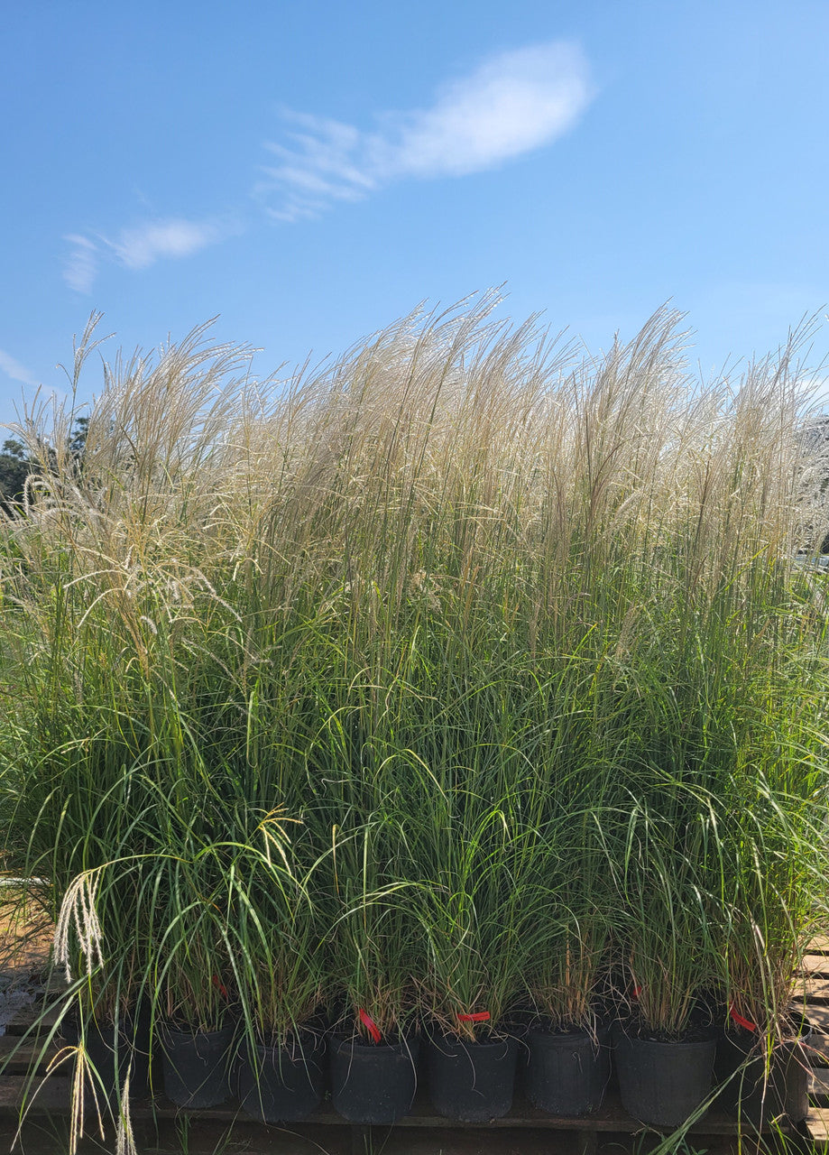 Fire Dragon Maiden Grass | Miscanthus sinensis Mystal™ PP# 30374
