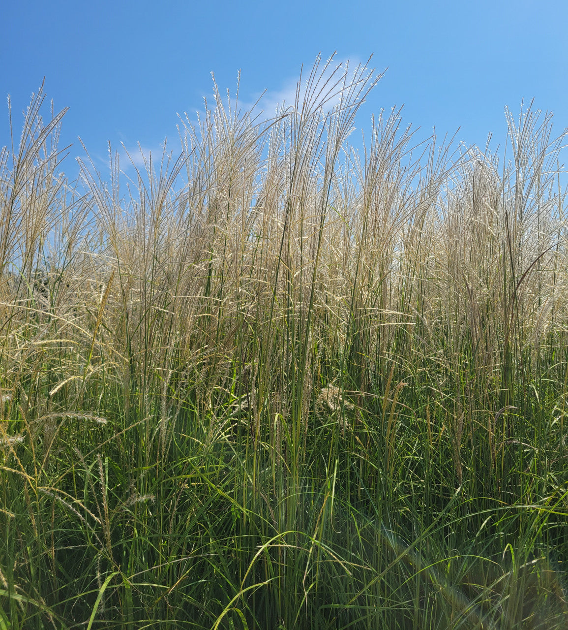 Fire Dragon Maiden Grass | Miscanthus sinensis Mystal™ PP# 30374