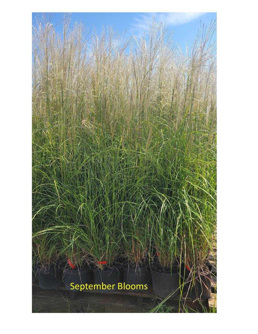 Fire Dragon Maiden Grass | Miscanthus sinensis Mystal™ PP# 30374