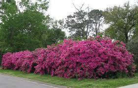 Formosa Indica Azalea