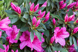 Formosa Indica Azalea