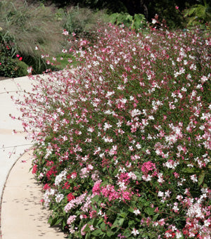 Gaura 'Rosy Jane' | Gaura lindheimeri ‘Harrosy' Rosyjane