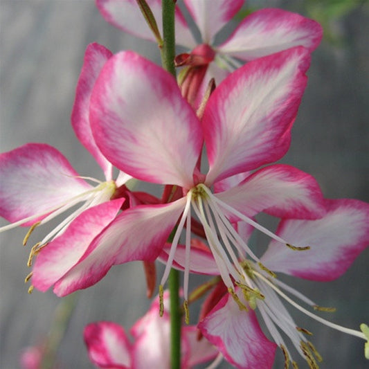 Gaura Rosy Jane PP# 22290 | Beeblossom