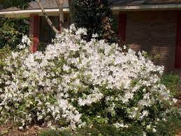 Mrs. G.G. Gerbing Azalea