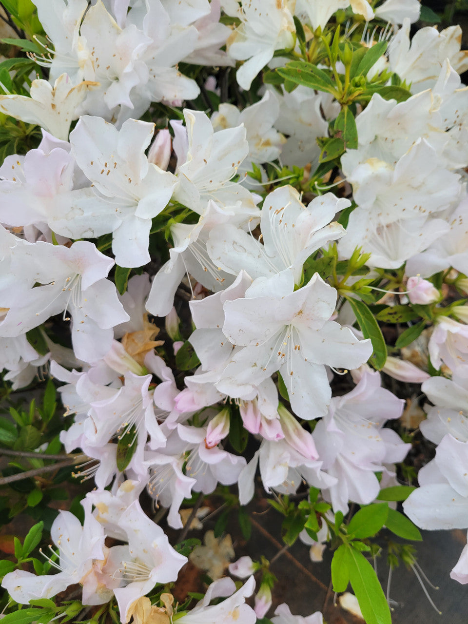 Mrs. G.G. Gerbing Azalea