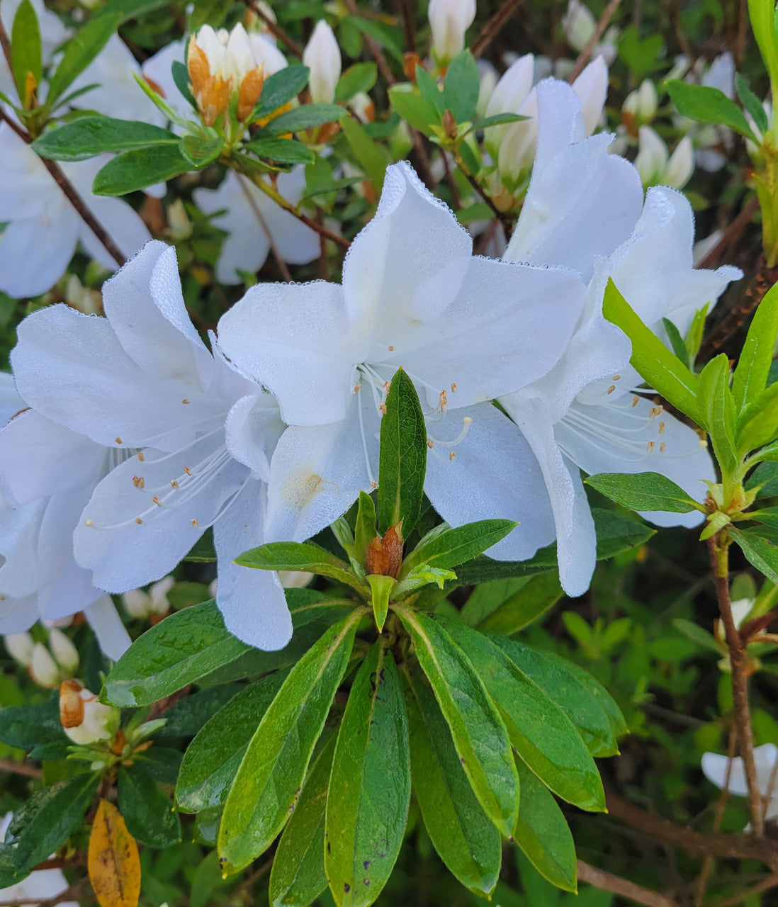 Mrs. G.G. Gerbing Azalea