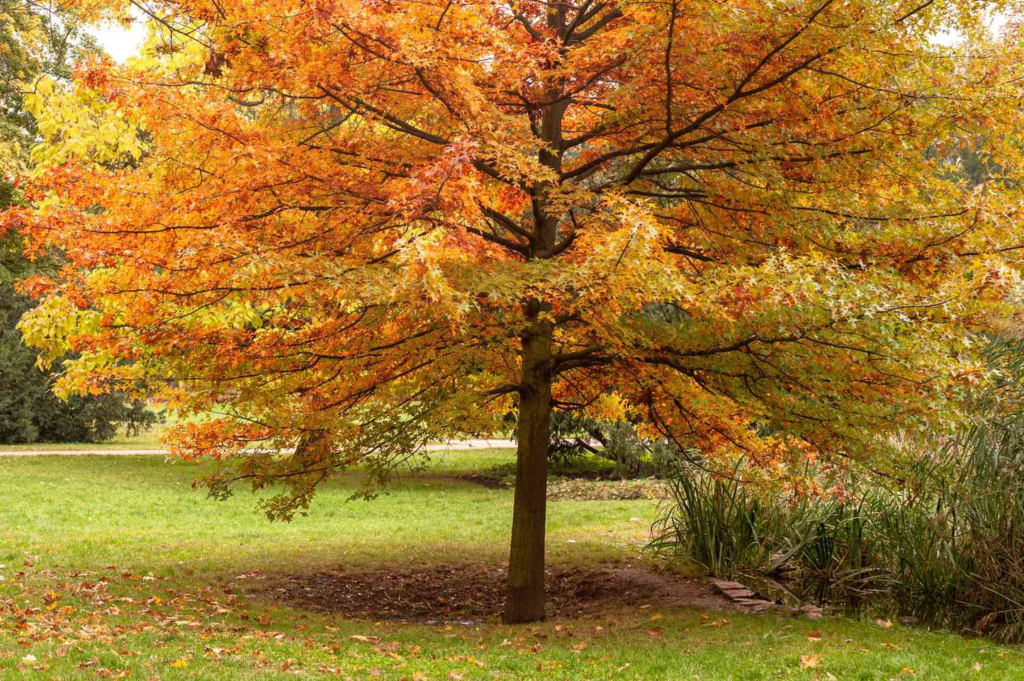 Northern Red Oak Seedlings | Quercus rubra