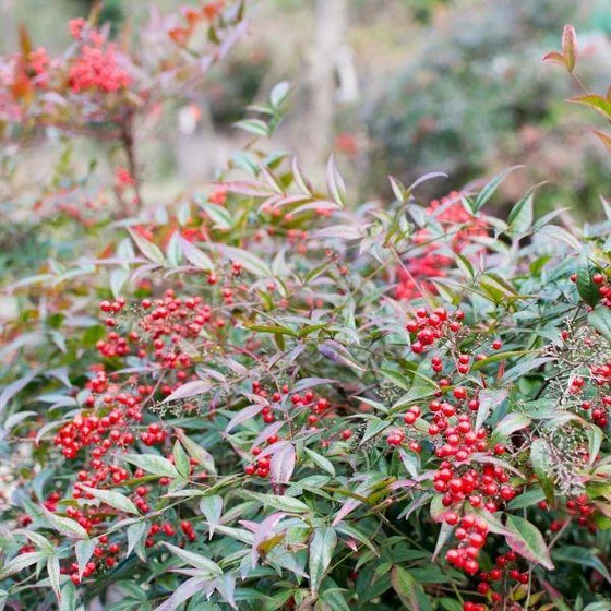 Nandina domestica ‘Heavenly Bamboo’ | Evergreen Landscape Shrub