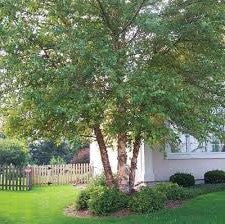 Heritage River Birch