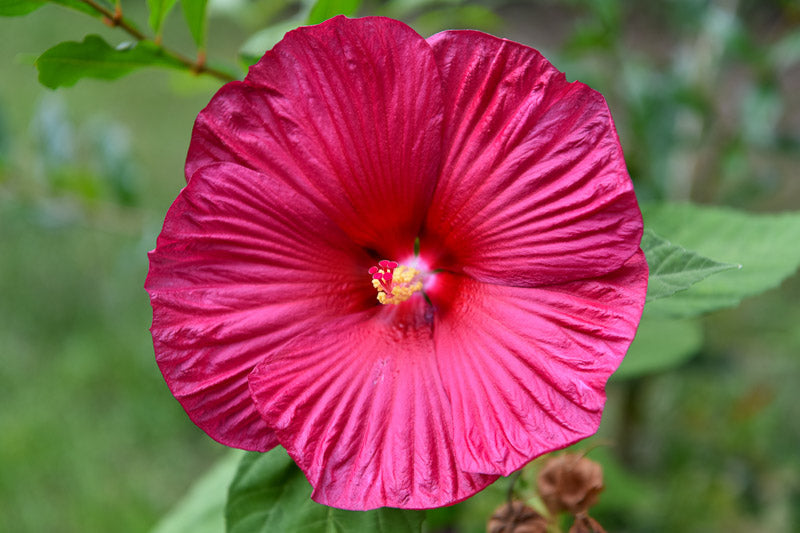 Luna Rose Hibiscus | Hibiscus moscheutos 'Luna Rose'