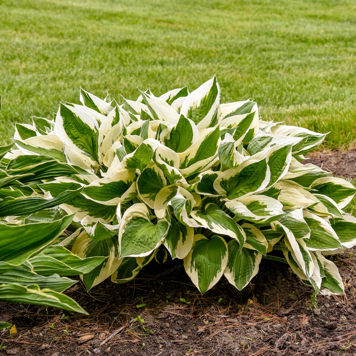 Patriot Hosta | Hosta x 'Patriot'