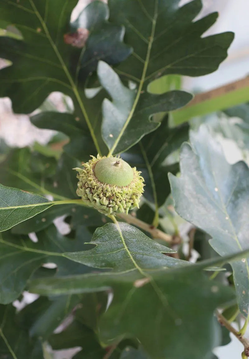 Bur Oak Seedlings | Quercus macrocarpa