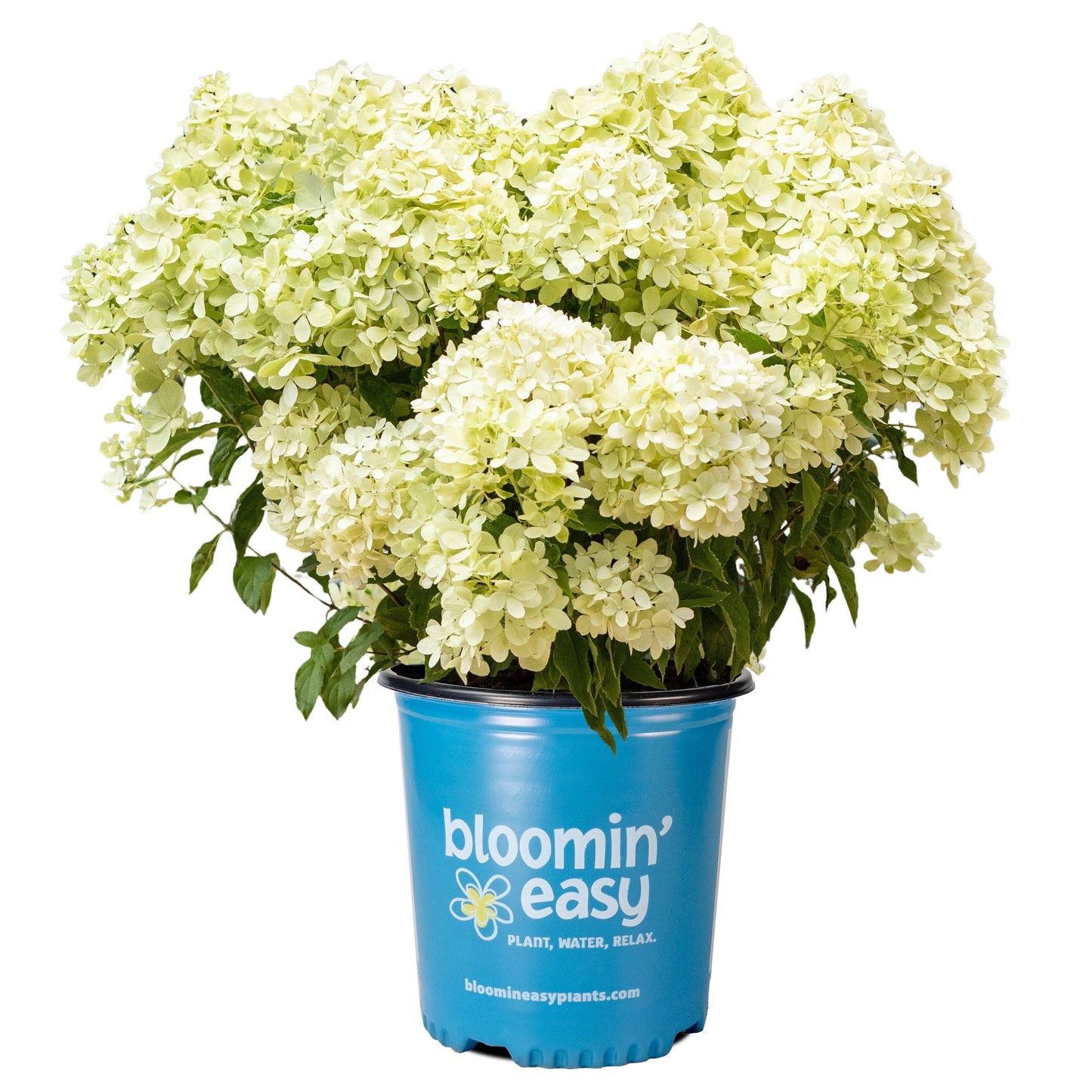 Bubble Bath™ Hardy Hydrangea | Hydrangea paniculata 'Bokomabou'