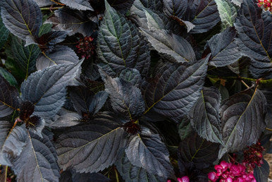 Eclipse ® Bigleaf Hydrangea
