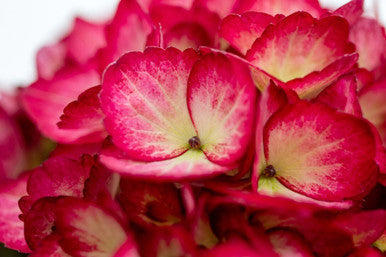 Eclipse ® Bigleaf Hydrangea