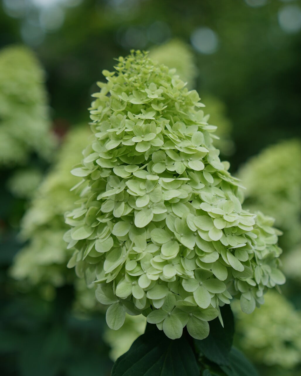 Phantom paniculata Hydrangea Tree