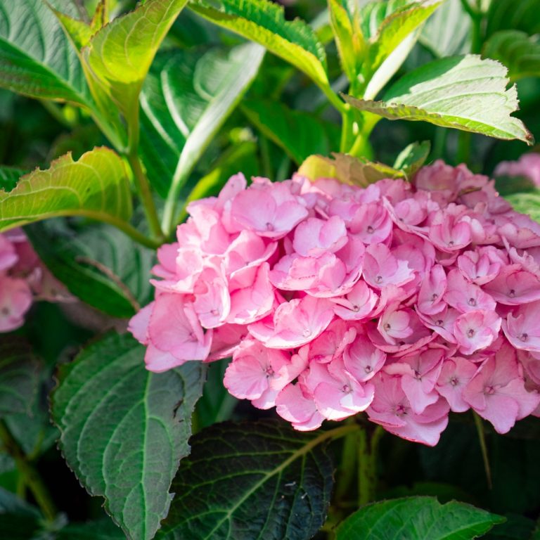 Soul Mate™ Reblooming Hydrangea | Bloomin’ Easy® Collection