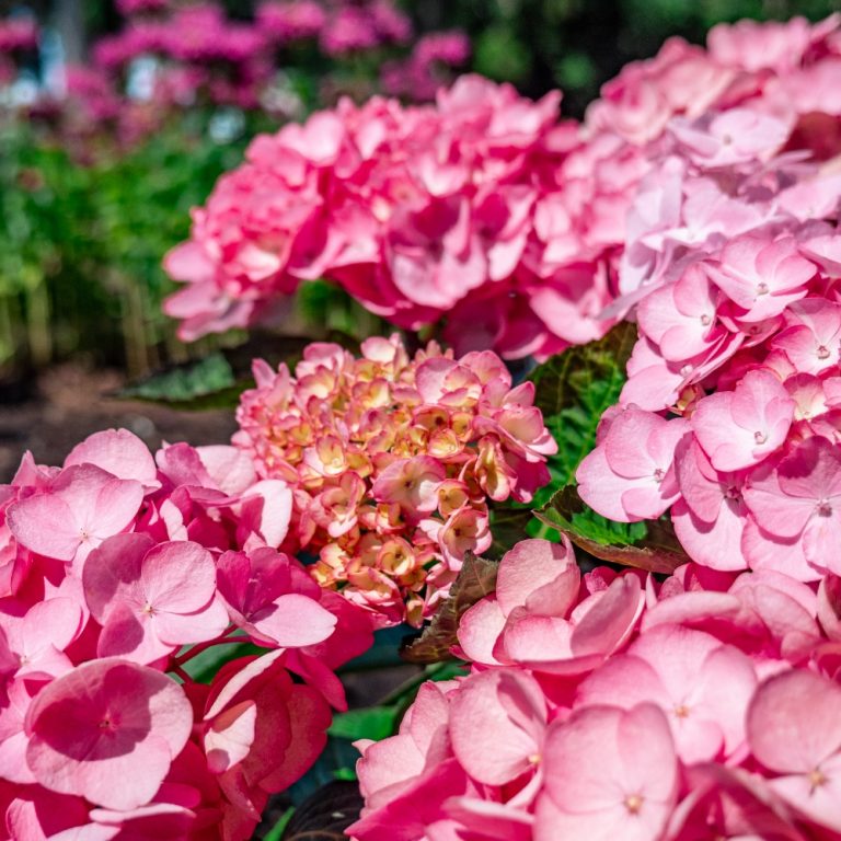 Soul Mate™ Reblooming Hydrangea | Bloomin’ Easy® Collection