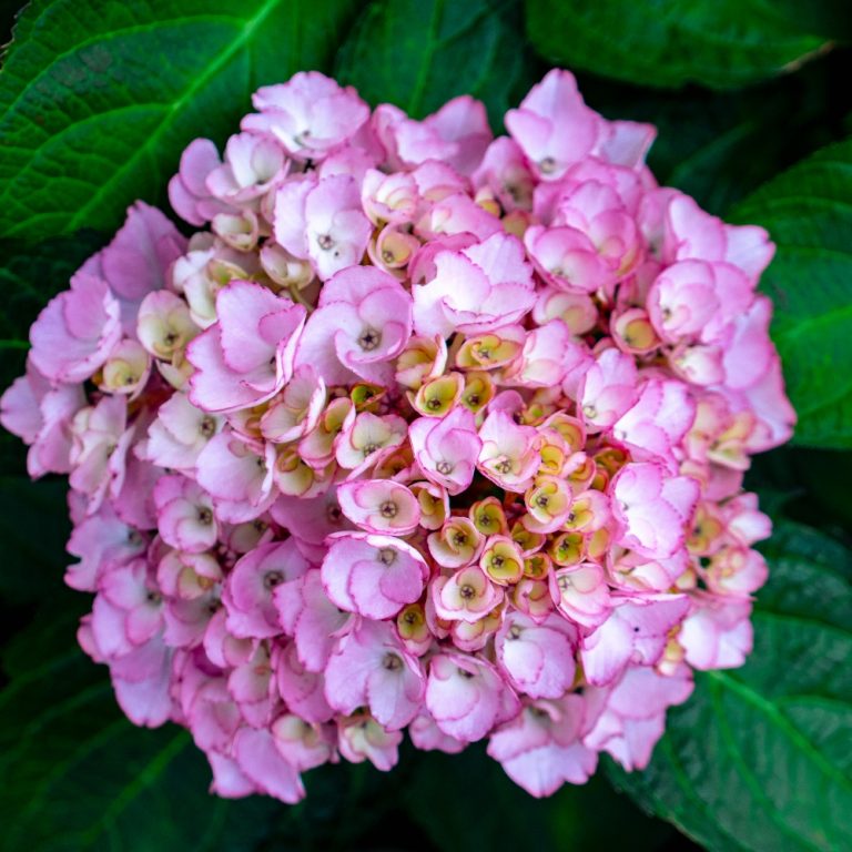 Hydrangeas - Shrubs - By Type - SHOP PLANTS
