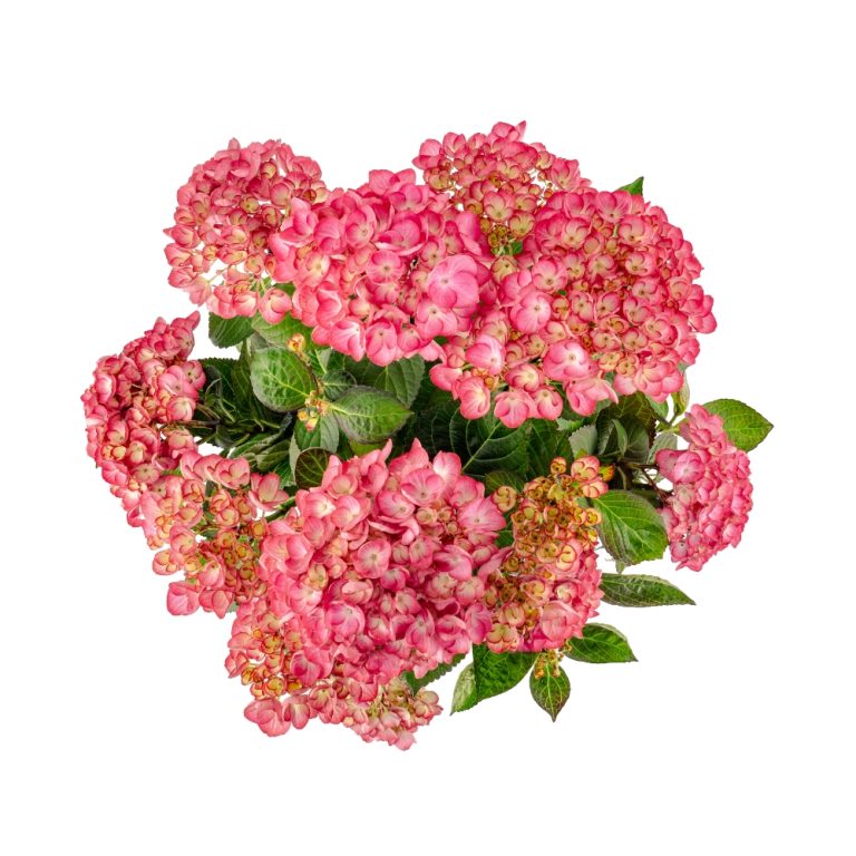 Soul Mate™ Reblooming Hydrangea | Bloomin’ Easy® Collection