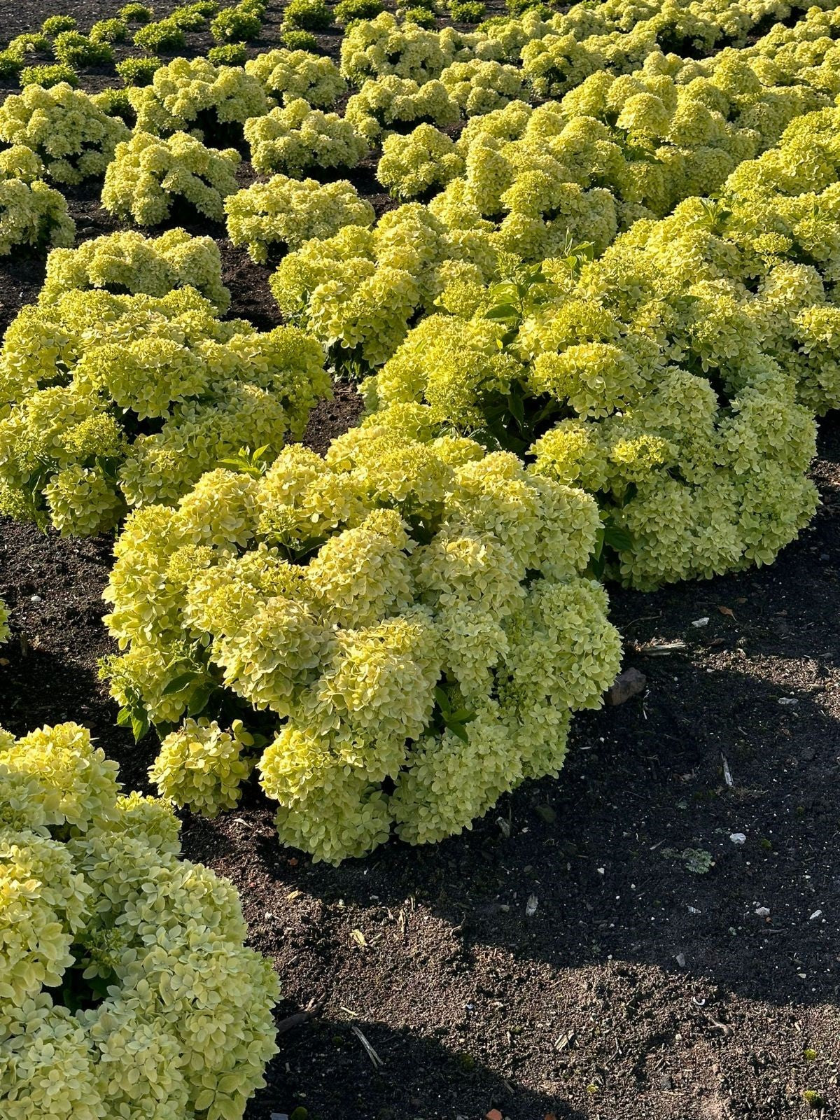 Bubble Bath™ Hardy Hydrangea | Hydrangea paniculata 'Bokomabou'