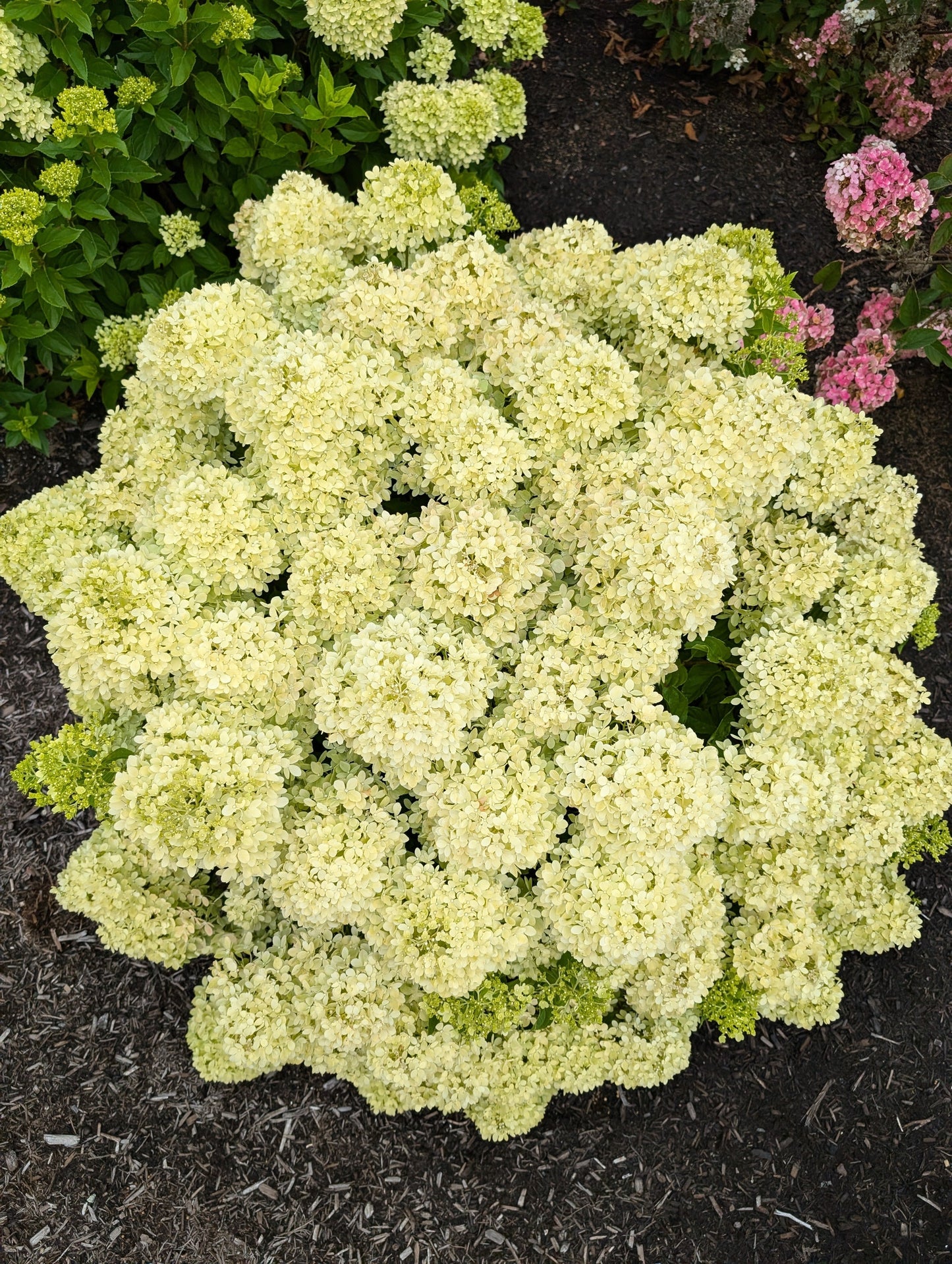 Bubble Bath™ Hardy Hydrangea | Hydrangea paniculata 'Bokomabou'