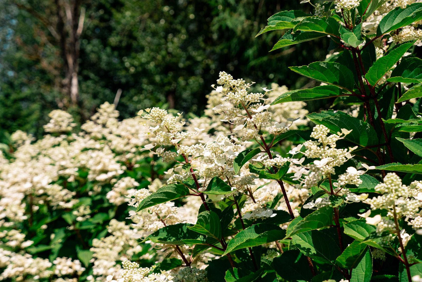 Torch™ Hardy Hydrangea | Panicle Hydrangea Shrub