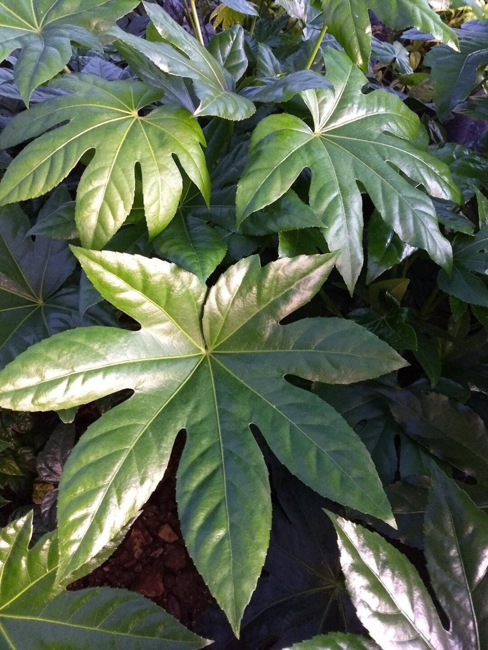 Fatsia Japonica | Aralia sieboldi 'Fatsia japonica'