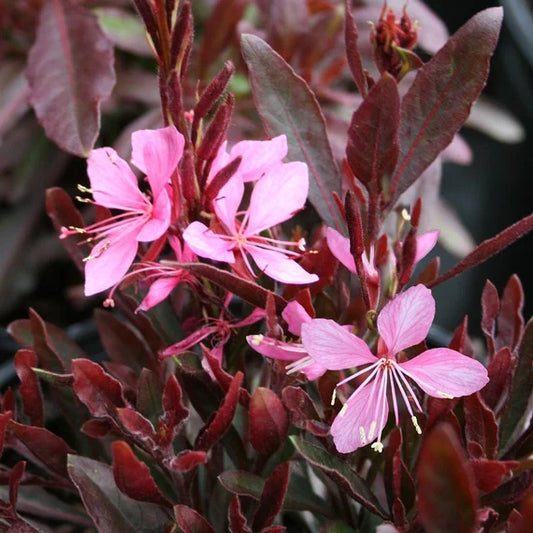 Gaura 'Siskiyou Pink' | Gaura lindheimeri ‘Siskiyou Pink'
