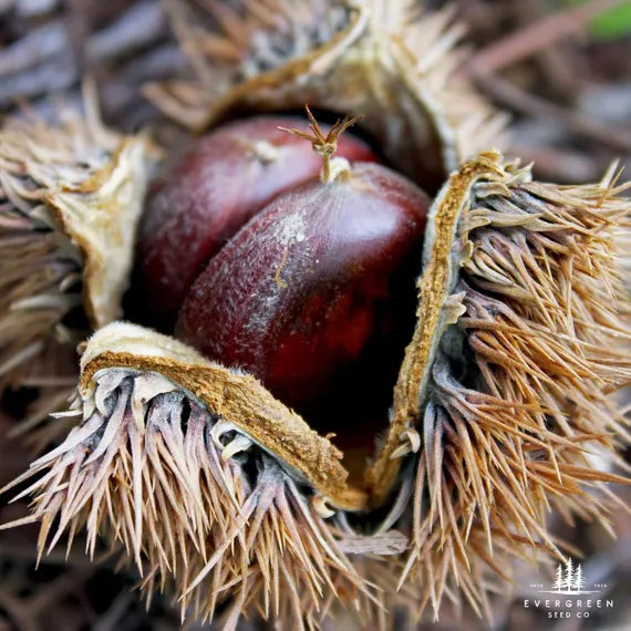 Hybrid Chestnut Seeds | Fast-Growing, Blight-Resistant Trees