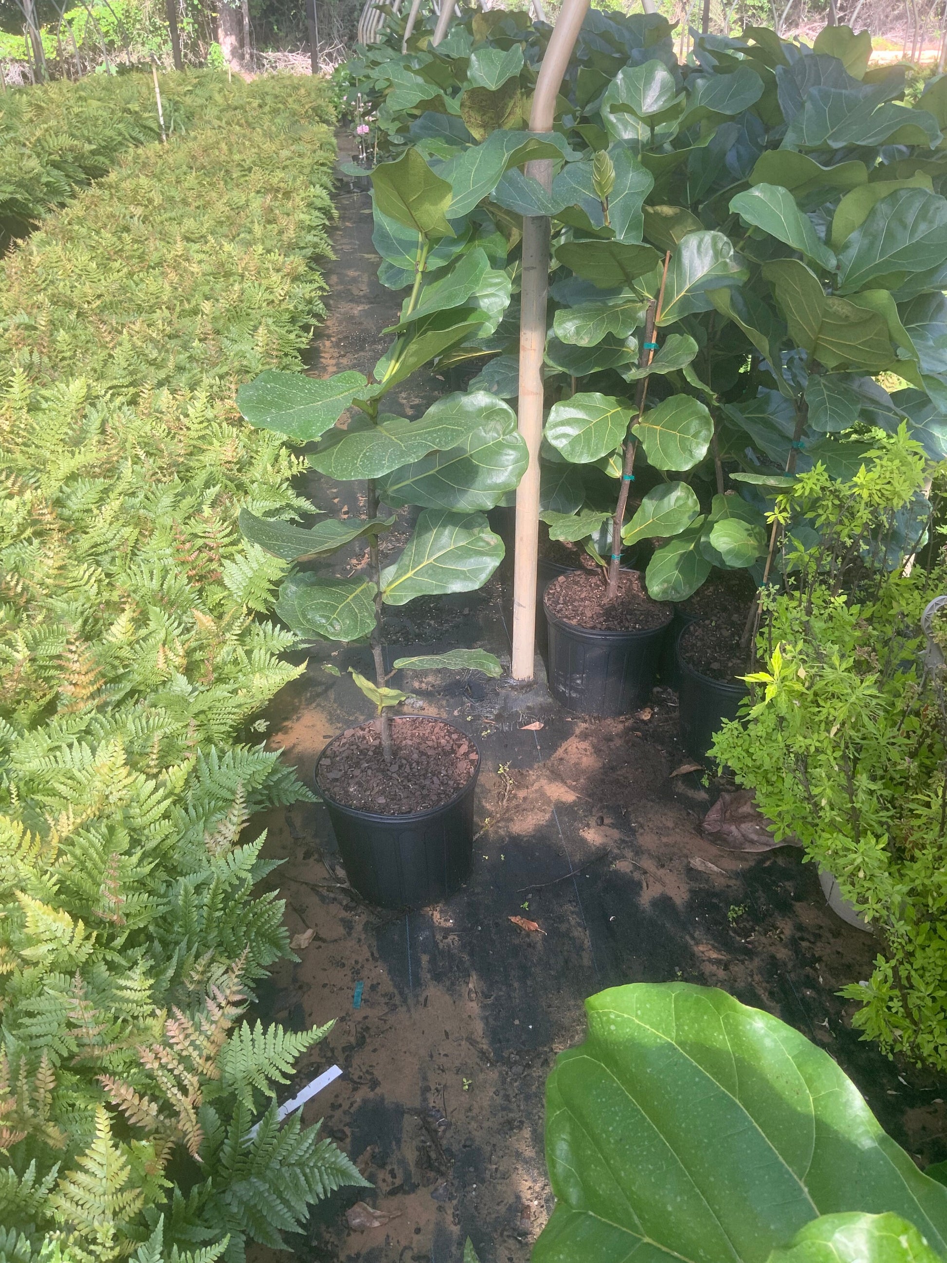 3 gallon fiddle leaf fig Fiddle Leaf Fig – Ardent Gardeners