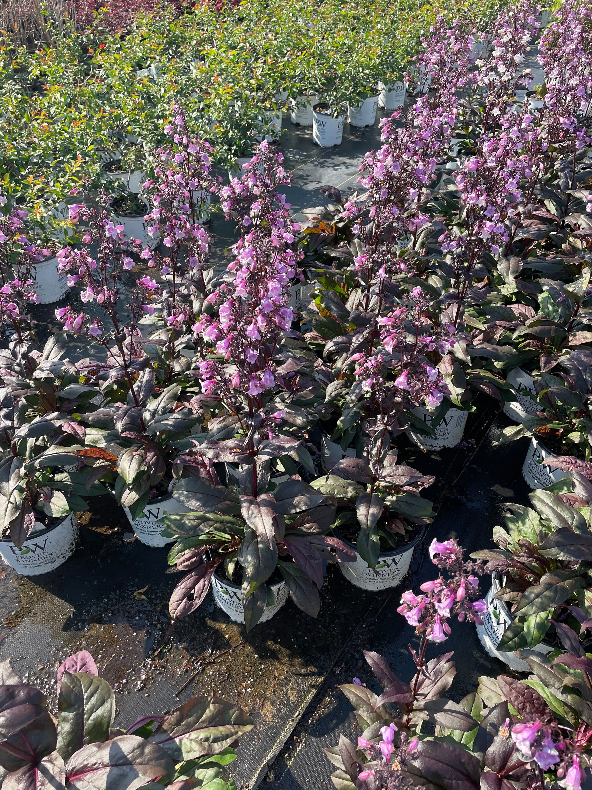 Purple 'Midnight Masquerade' Penstemon – Striking Deep Purple Foliage & Bold Blooms – Quart Perennial Plant – Bee and Hummingbird Magnet!